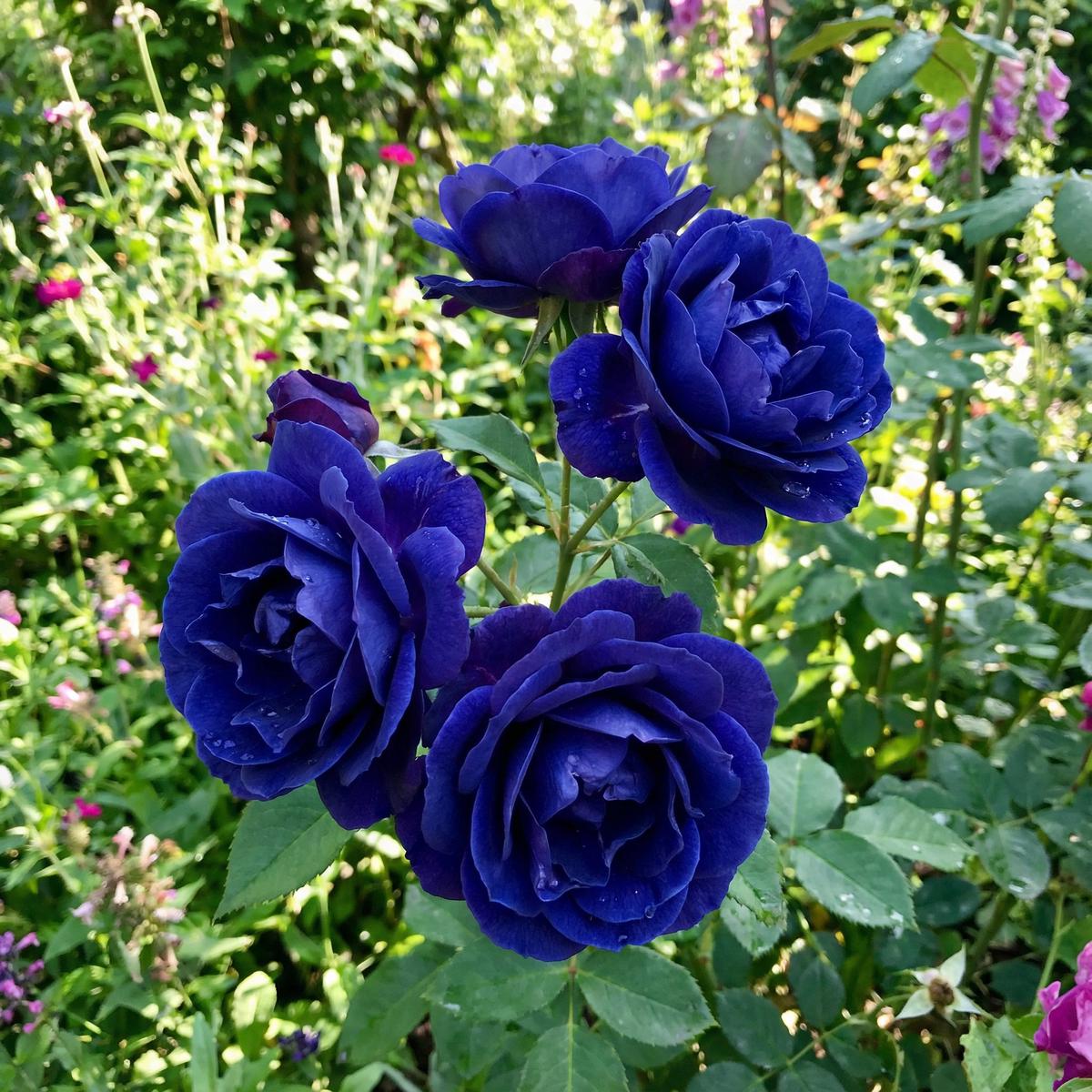 Rare Dark Blue Unique Roses Flower Seeds for Stunning Floral Displays