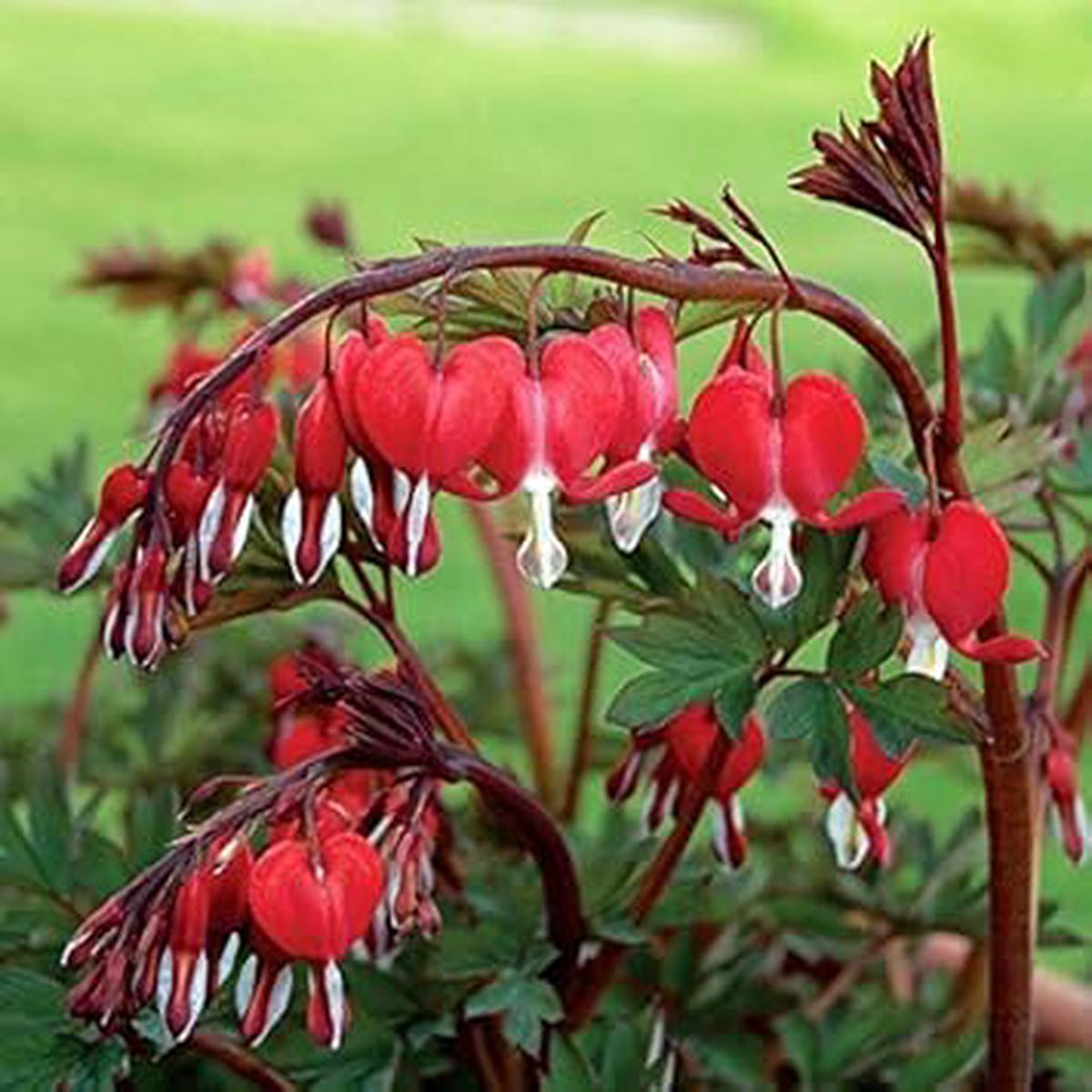 Red Bleeding Heart Plant Seeds for Planting  Heirloom, Non-GMO, Organic
