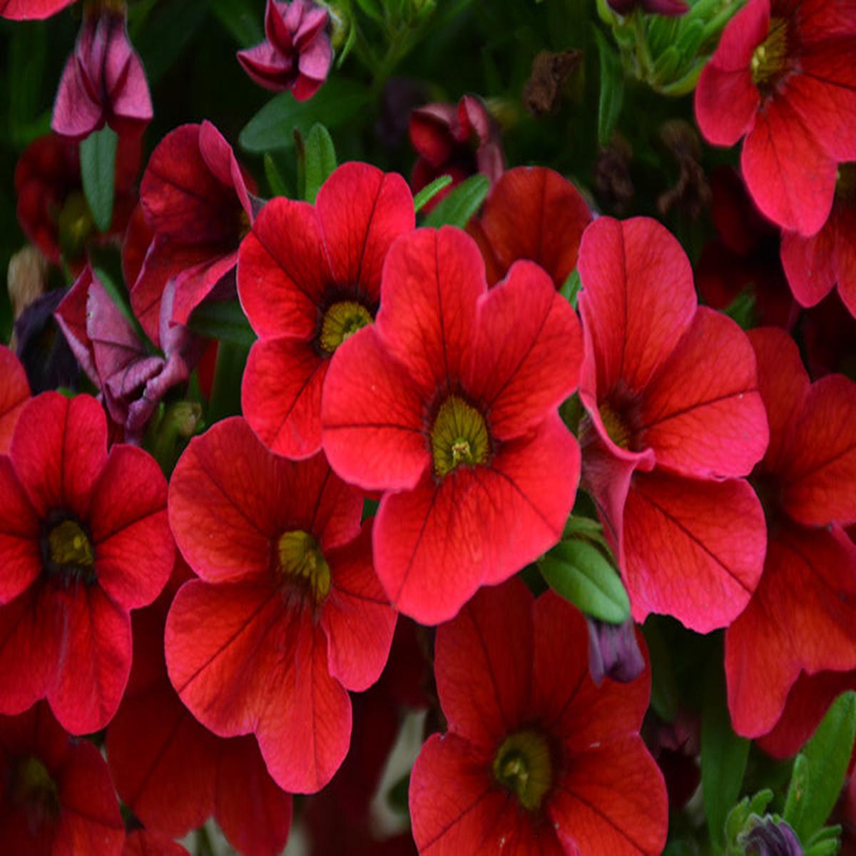 Red Calibrachoa Flower Seeds for Planting  Heirloom, Non-GMO, High Germination Organic Garden Seeds