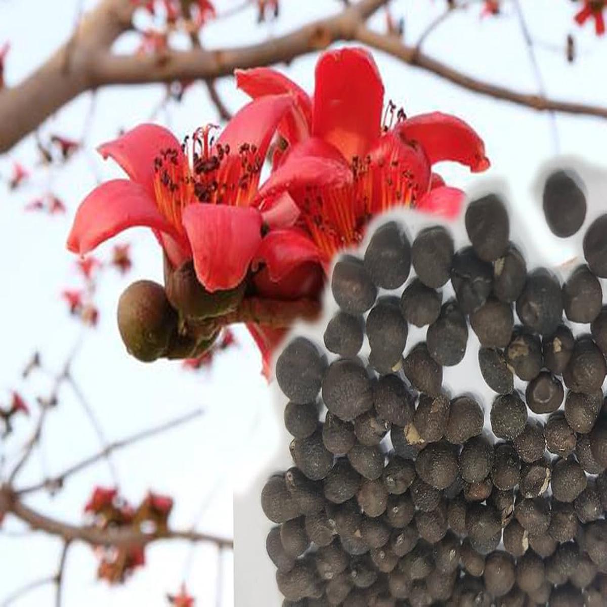 Red Cotton Tree Seeds (Bombax ceiba) Unique, Tropical Red Flowering Tree for Landscaping