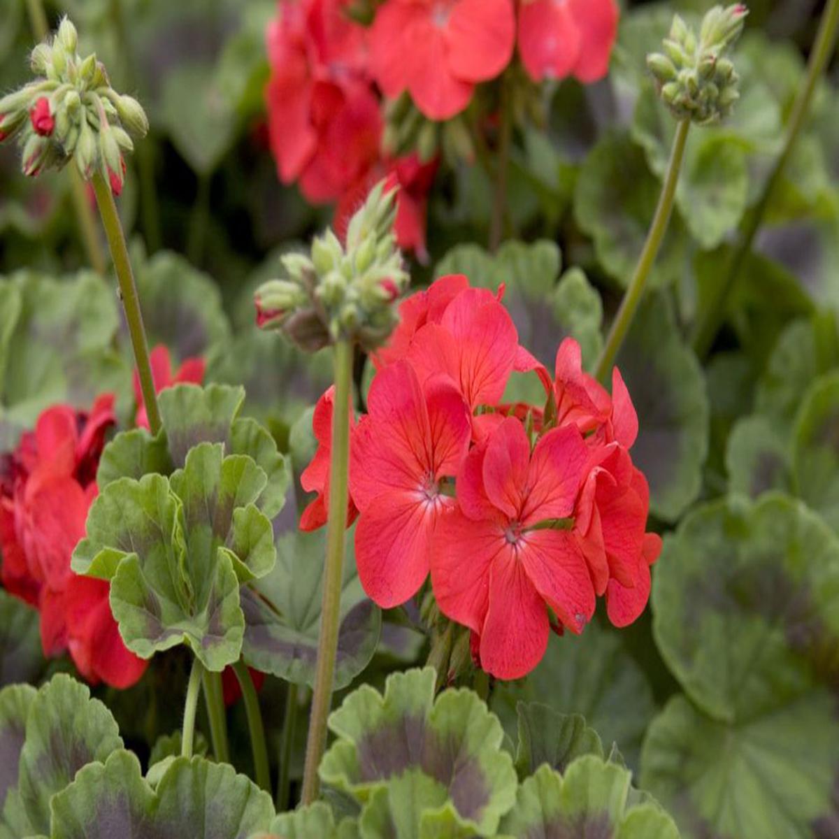 Red Geranium Pelargonium Flower Seeds for Planting  Long Bloom Season, Heirloom & Non-GMO High Germination Seeds