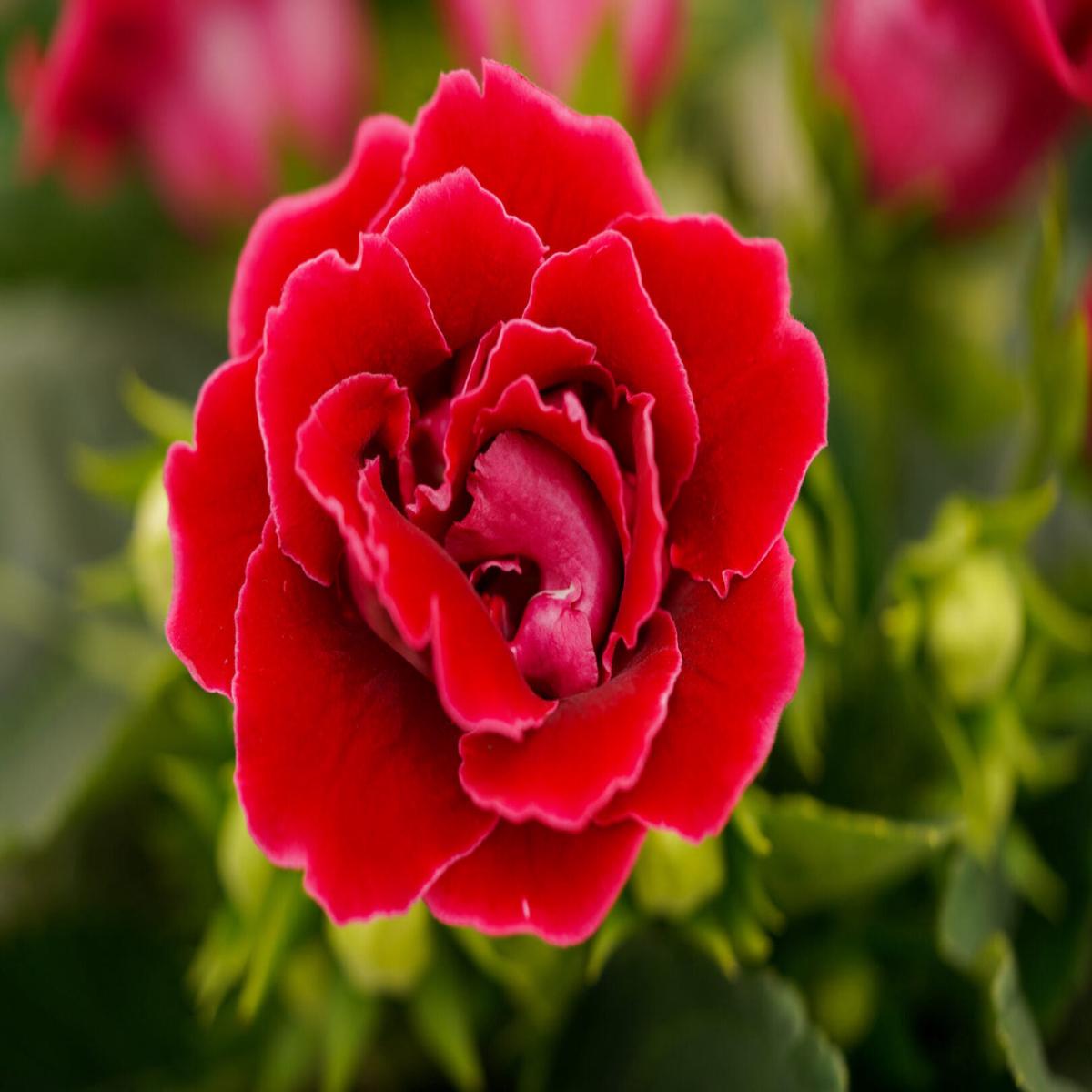 Red Gloxinia Flower Seeds for Planting  Heirloom, Non-GMO, Colorful Display, High Germination