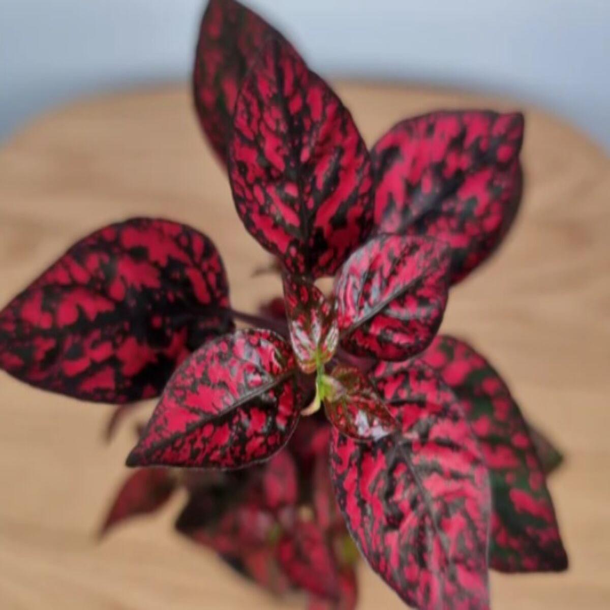 Red Hypoestes Flower Seeds for Planting | Heirloom Non-GMO Organic Garden Seeds