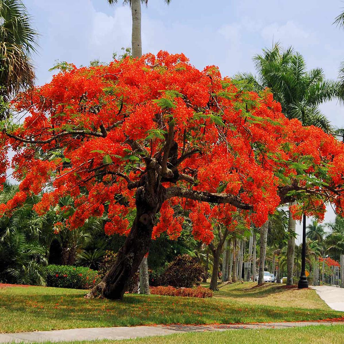 Red Jacaranda Flowering Tree Seeds For Planting out side to Decorate Your area Brightening