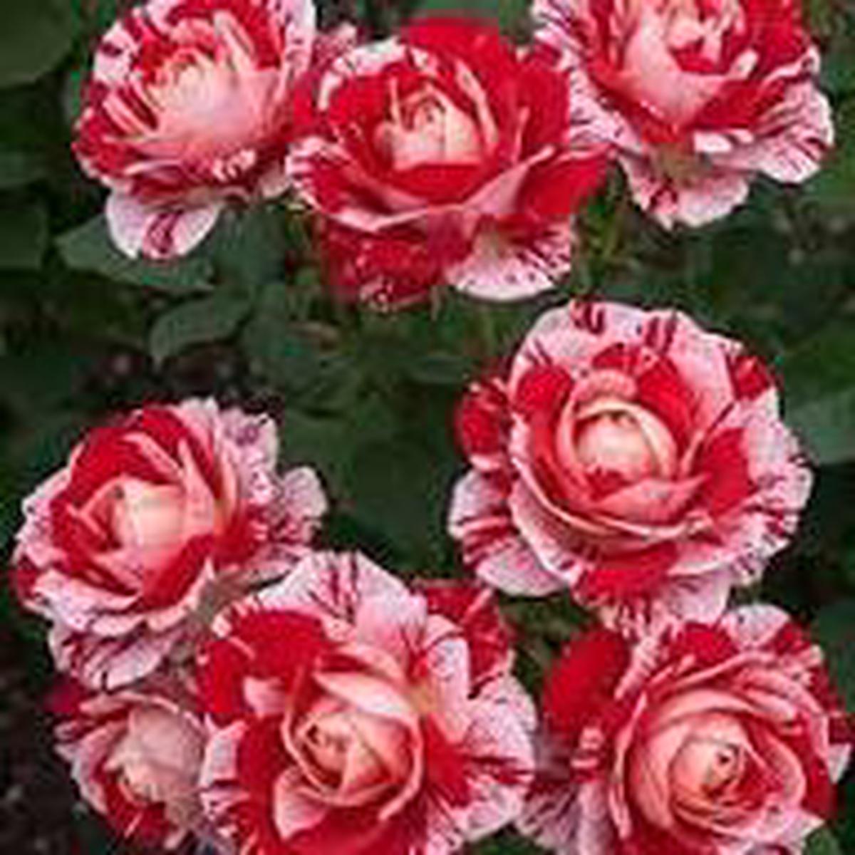 Red & Light Pink Rose Seeds for Planting Heirloom Non-GMO Flowers, High Germination Organic Garden Seeds
