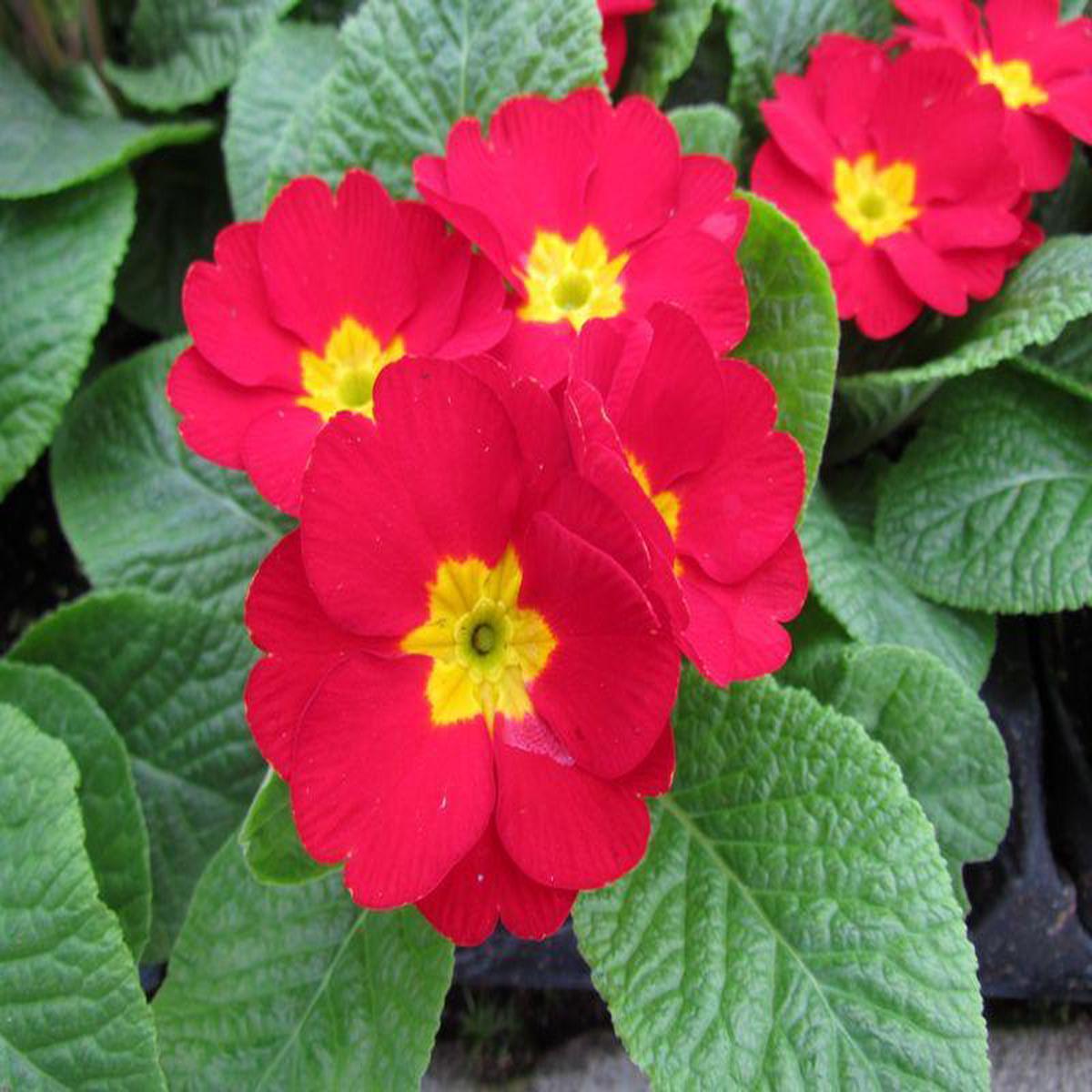 Red Primrose Flower Seeds for Planting  Heirloom, Non-GMO, Sun Loving, High Germination Organic Garden Seeds