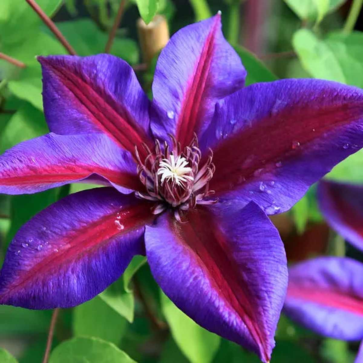Red Purple Clematis Flower Seeds for Planting  Heirloom, Non-GMO, High Germination Garden Seeds