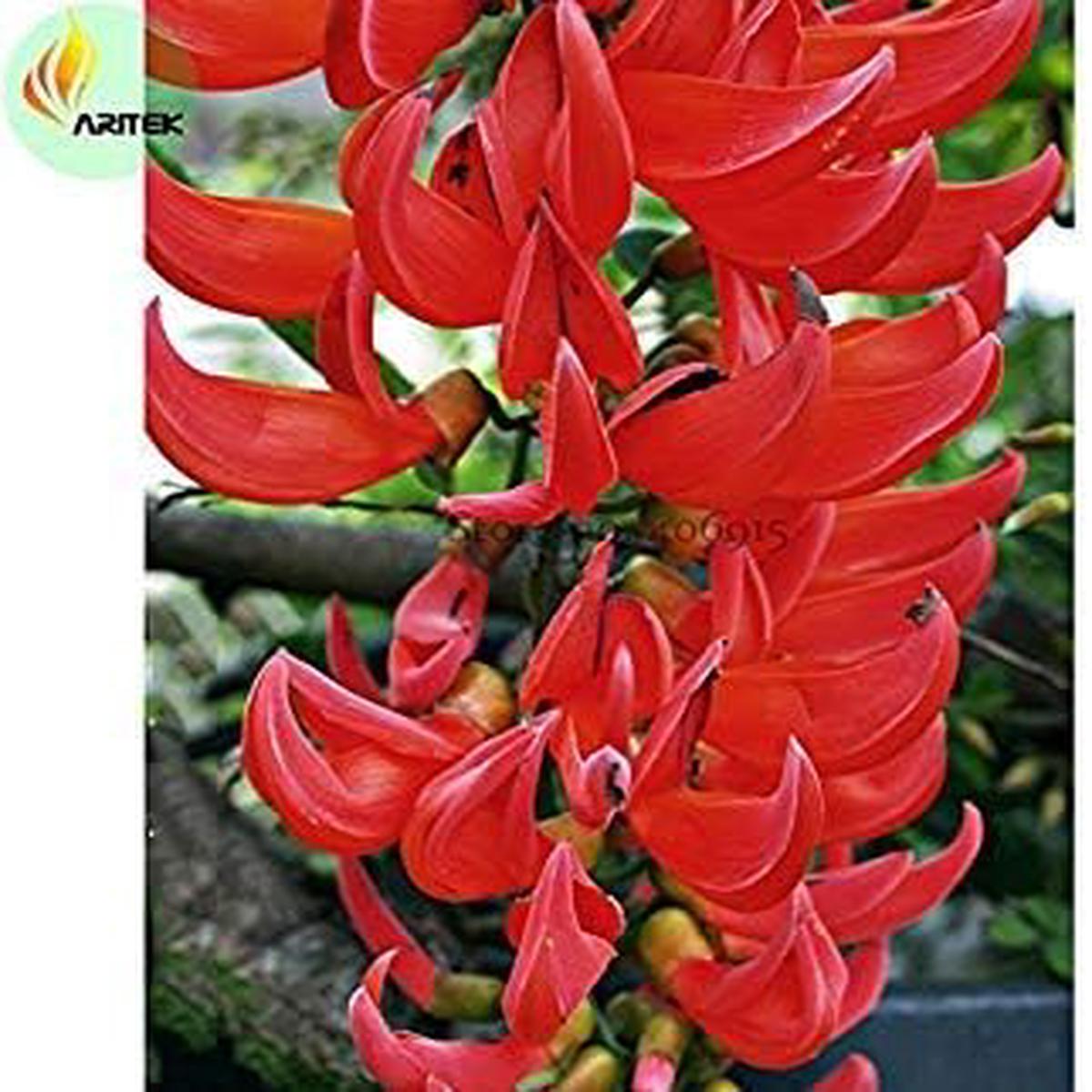 Red Strongylodon Flower Planting Seeds for Garden NON GMO Seeds