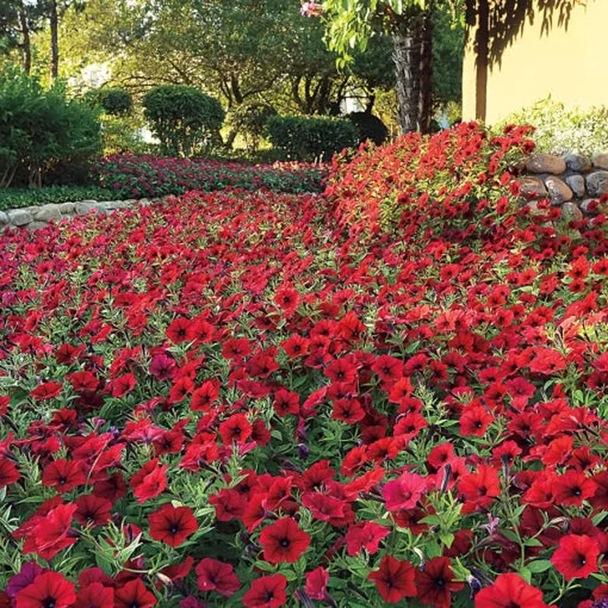 Red Velour Petunia Seeds | Spreading Deep Red Garden Petunia  Heirloom, Non-GMO, High Germination Organic Garden Seeds