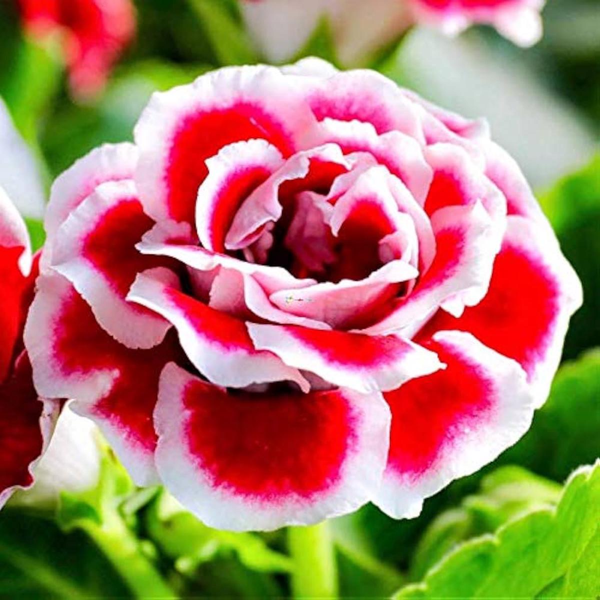 Red White Gloxinia flower Planting Seeds