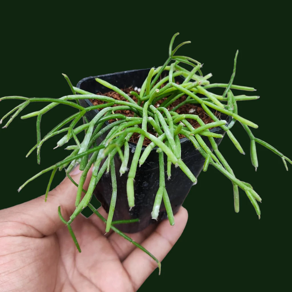 Rhipsalis floccosa Seeds - Rare Mistletoe Cactus - Edible Fruit  Heirloom, Non-GMO, High Germination Organic Garden Seeds