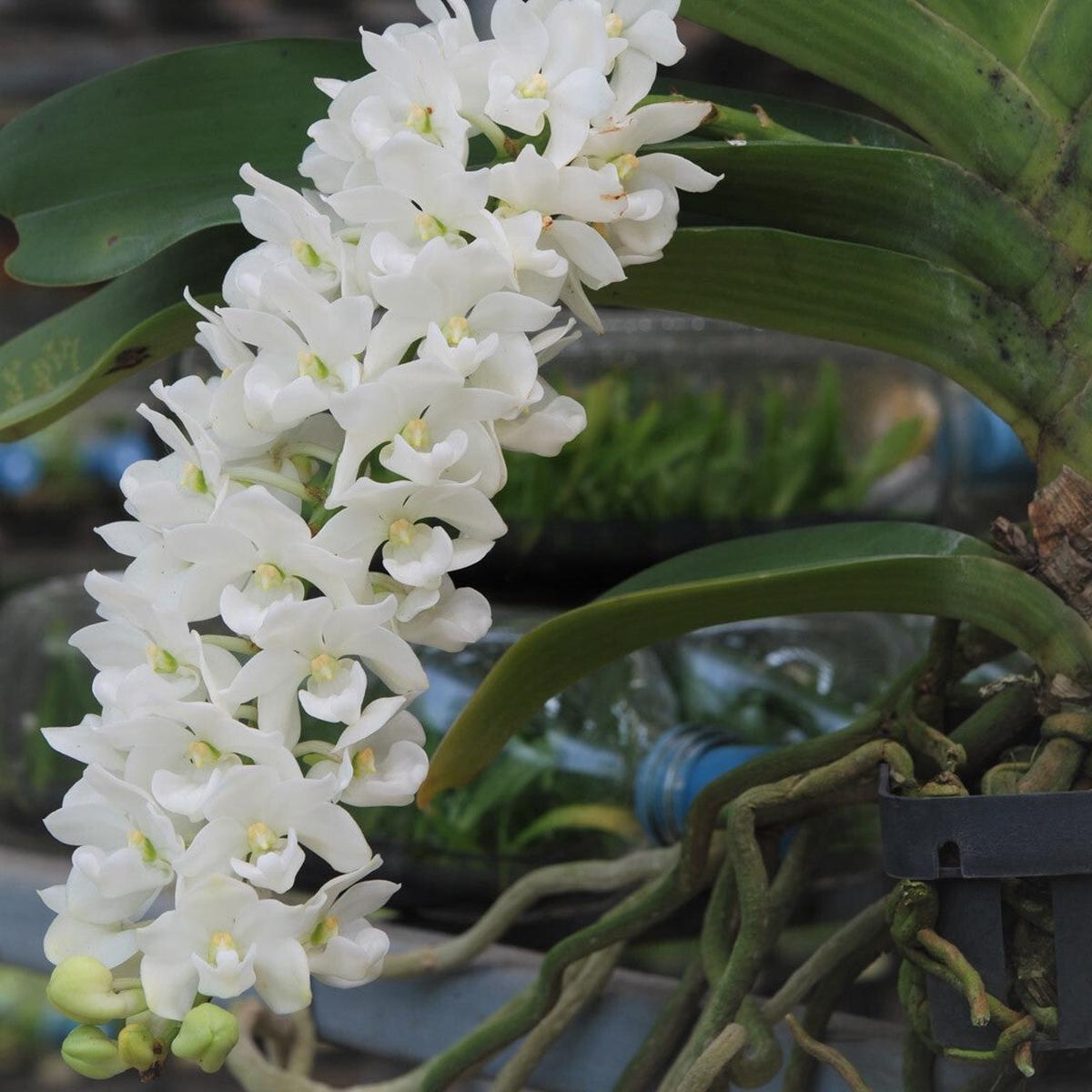 Rhynchostylis Flower Seeds for Planting  Wildflower Mix, Heirloom & Non-GMO Seeds