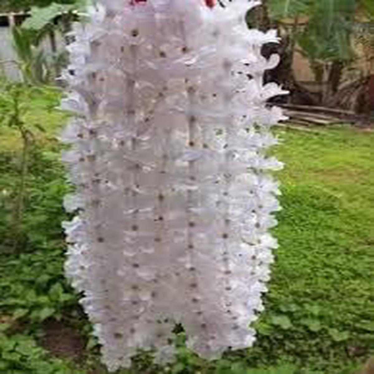 Rhynchostylis Retusa Alba Flower Seeds for Planting  Premium Quality, Heirloom, Non-GMO, High Germination