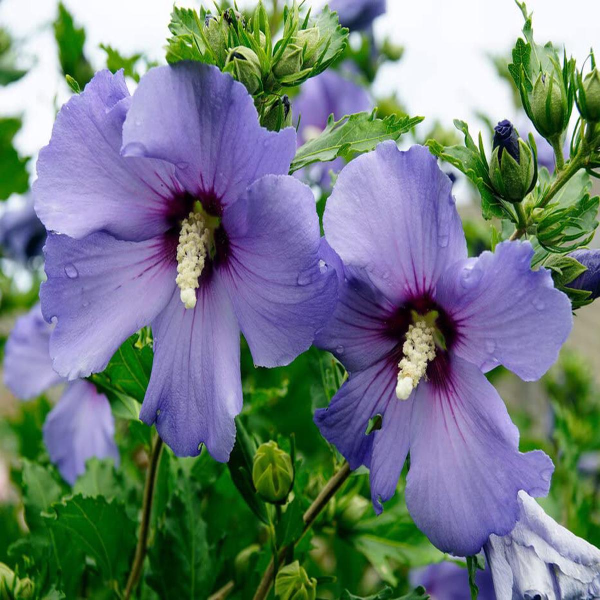 Rose of Sharon Hibiscus syriacus Blue Flowering Seeds For Planting in vertical garden or backyard hedges