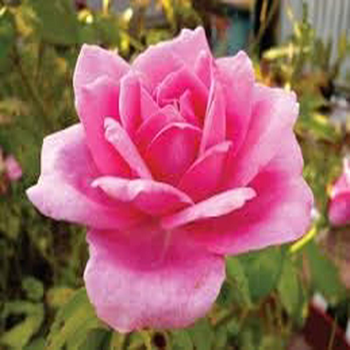 Rose Pink Unique Rose Flower Seeds for Planting  Heirloom, Non-GMO, High Germination Organic Garden Seeds