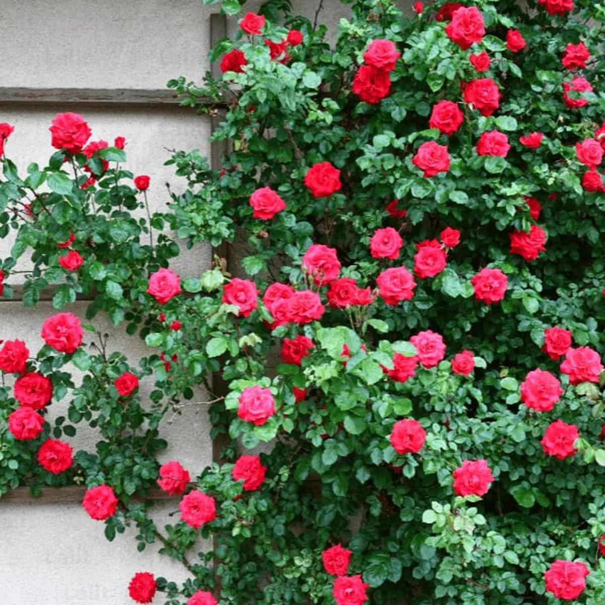 Rose Red Climbing Rose Flower Seeds for Planting  Heirloom, Non-GMO, High Germination Organic Garden Seeds