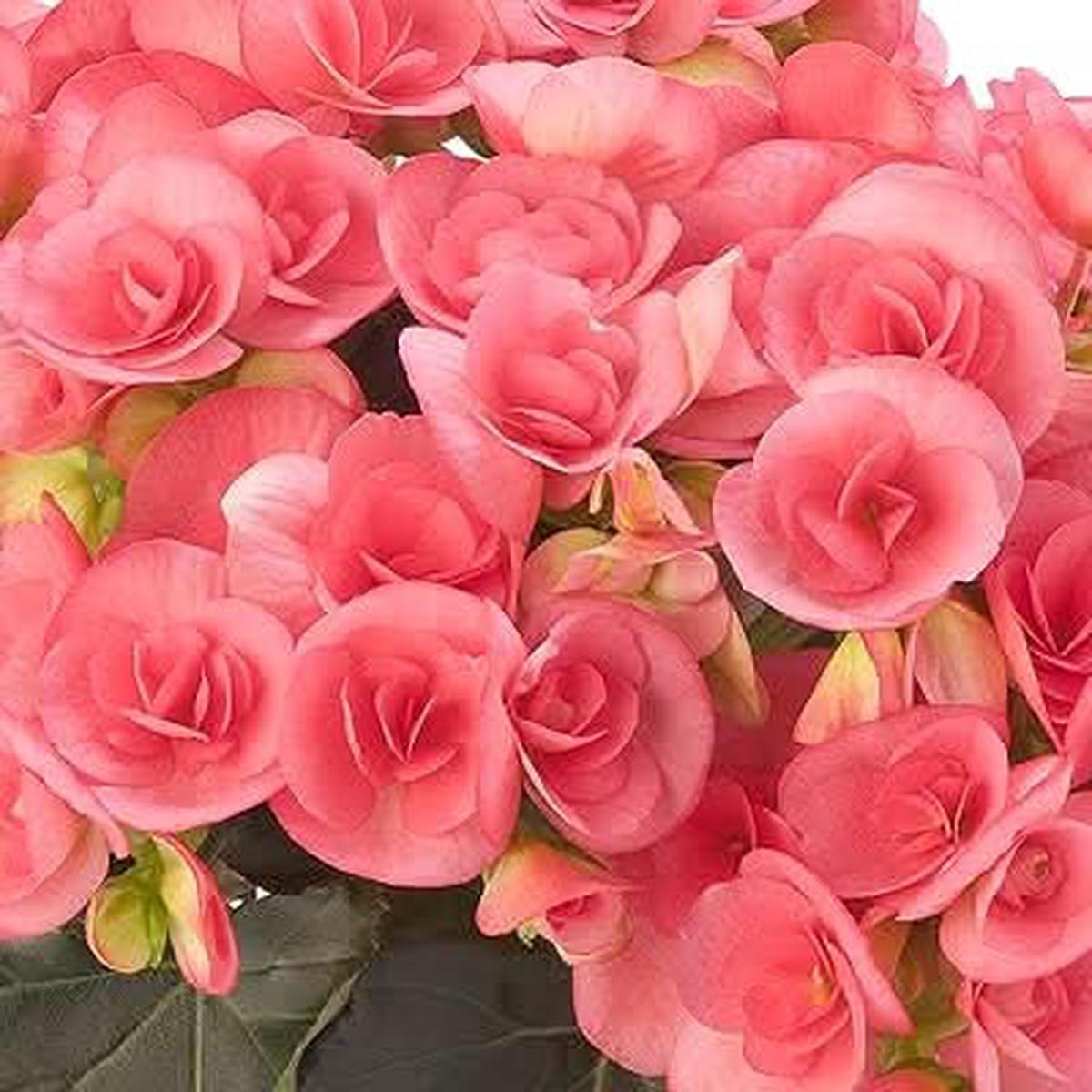 Rose Rieger Begonia Flower Seeds for Planting  Heirloom, Non-GMO Garden Seeds