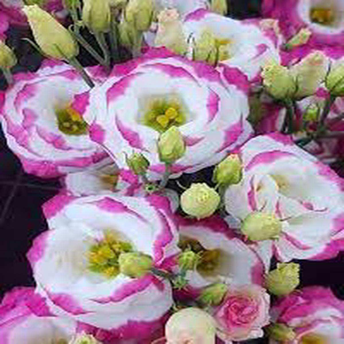 Sapphire Pink Eustoma (Lisianthus) Flower Seeds Heirloom Non-GMO, High Germination, Organic Garden Seeds for Planting