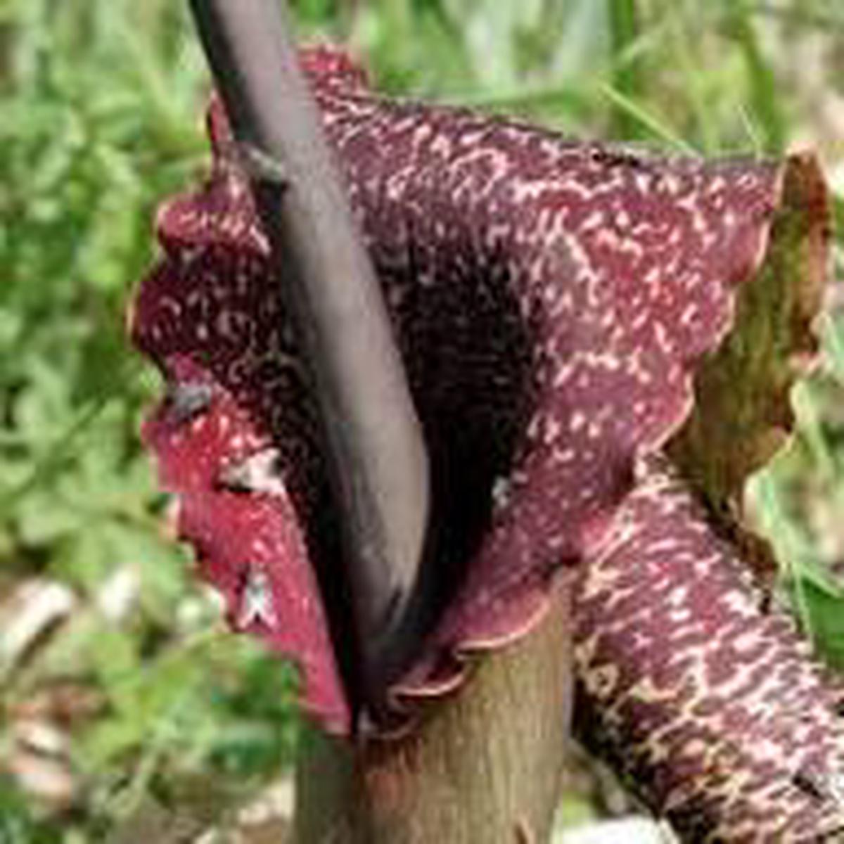 Sauromatum Flower Seeds for Planting | Heirloom Non-GMO High Germination Organic Seeds