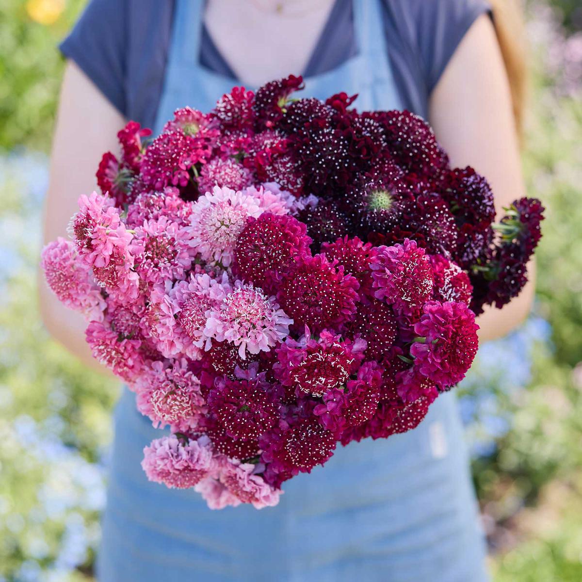 Scabiosa Bundle - Summer Fruits