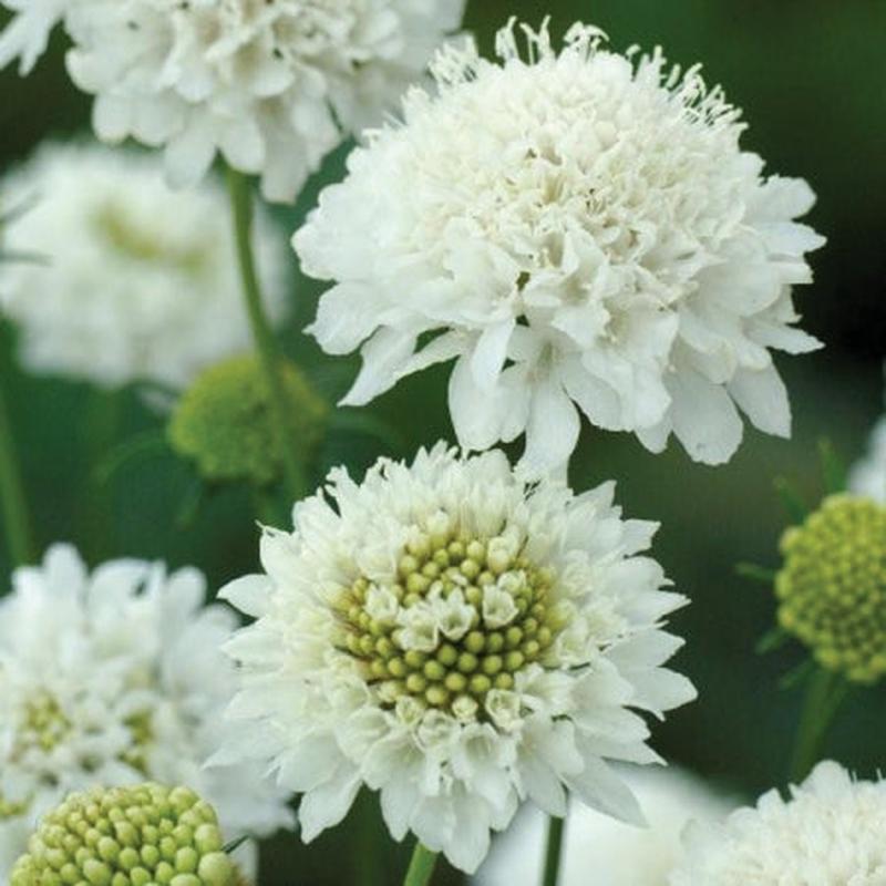 Scabiosa 'Snow Maiden' (25 seeds)