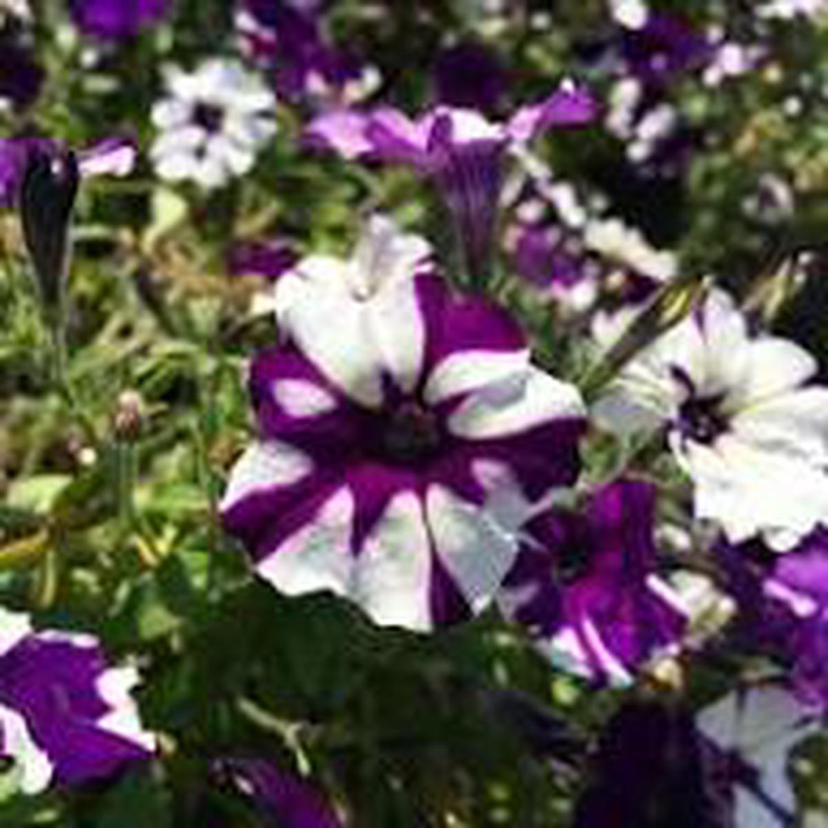 Shock Wave Tie Dye Purple Petunia Flower Seeds for Planting - Heirloom, Non-GMO, High Germination Organic Seeds