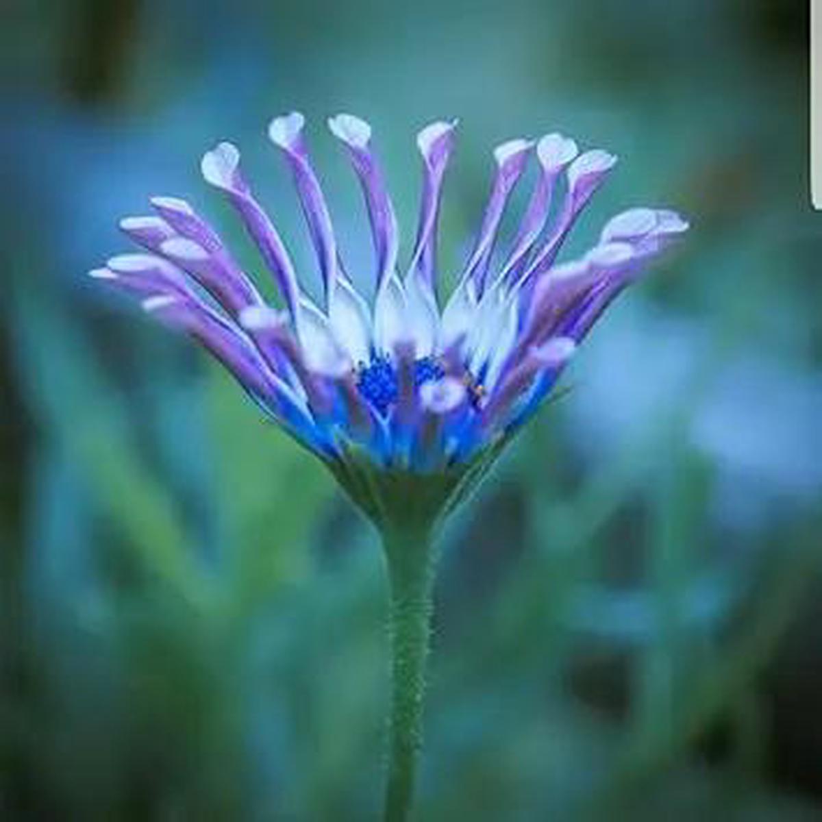 Shrubby Daisy Bush Flower Seeds for Planting  NON GMO Seeds