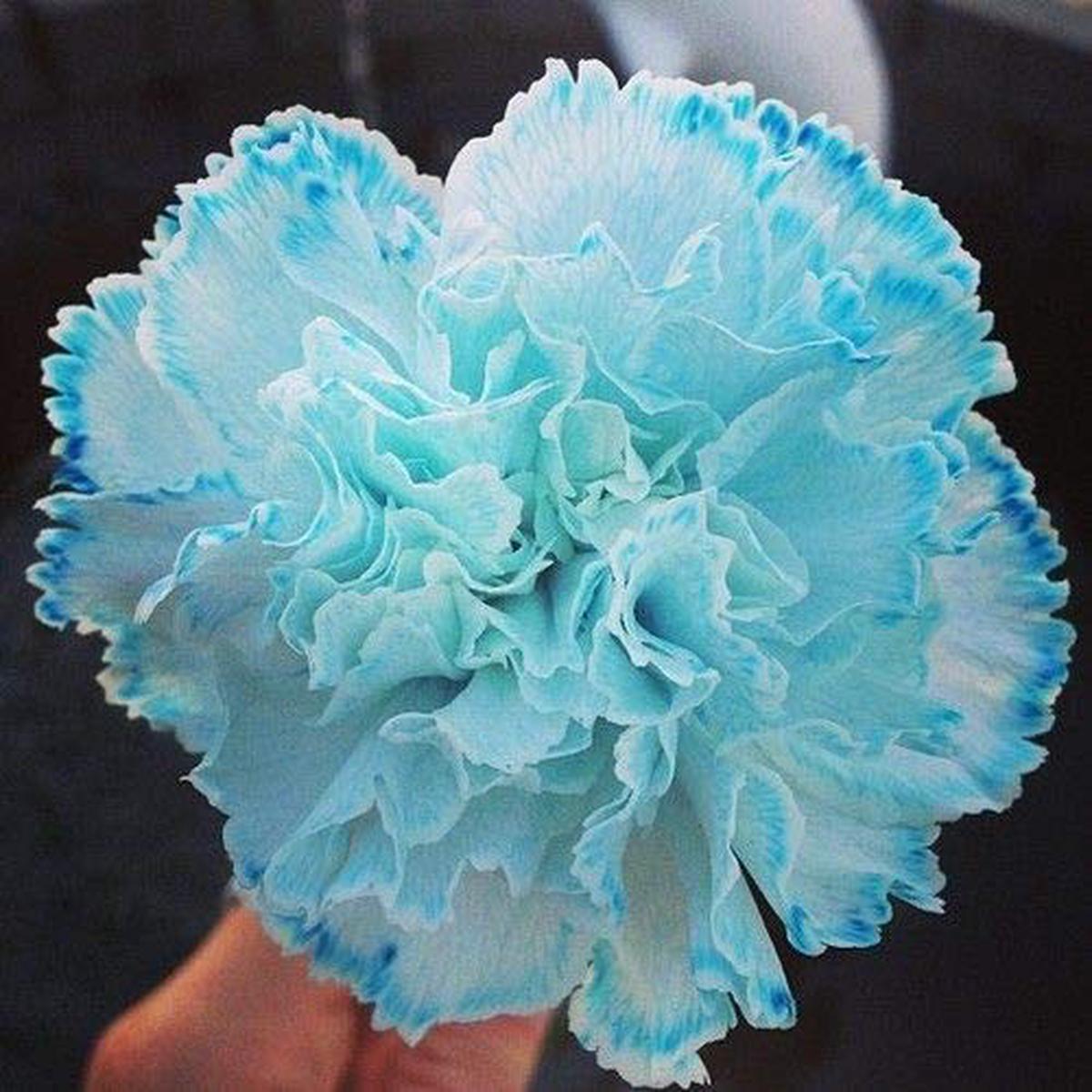 Sky Blue Carnation Flower seeds for Planting - Compact Growth, Heirloom & GMO Free Seeds for Home Garden