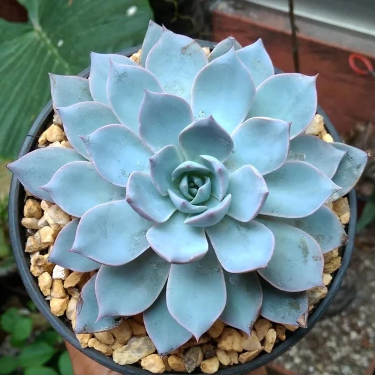 Sky Blue Echeveria Purpusorum Flower Seeds for Planting  Heirloom Non-GMO, High Germination Organic Garden Seeds
