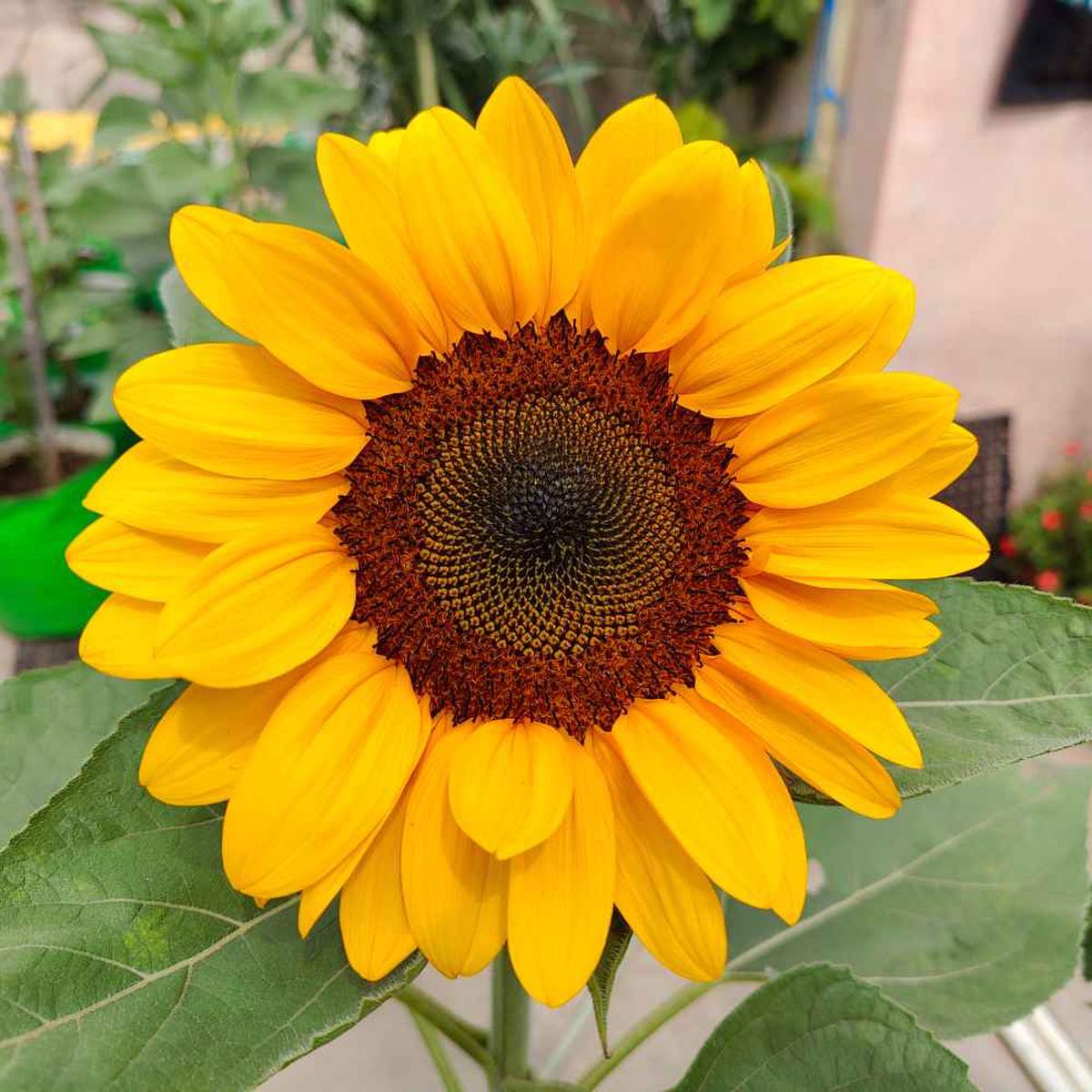 Sunflower Sweetie Imported  Heirloom, Non-GMO, High Germination Organic Garden Seeds
