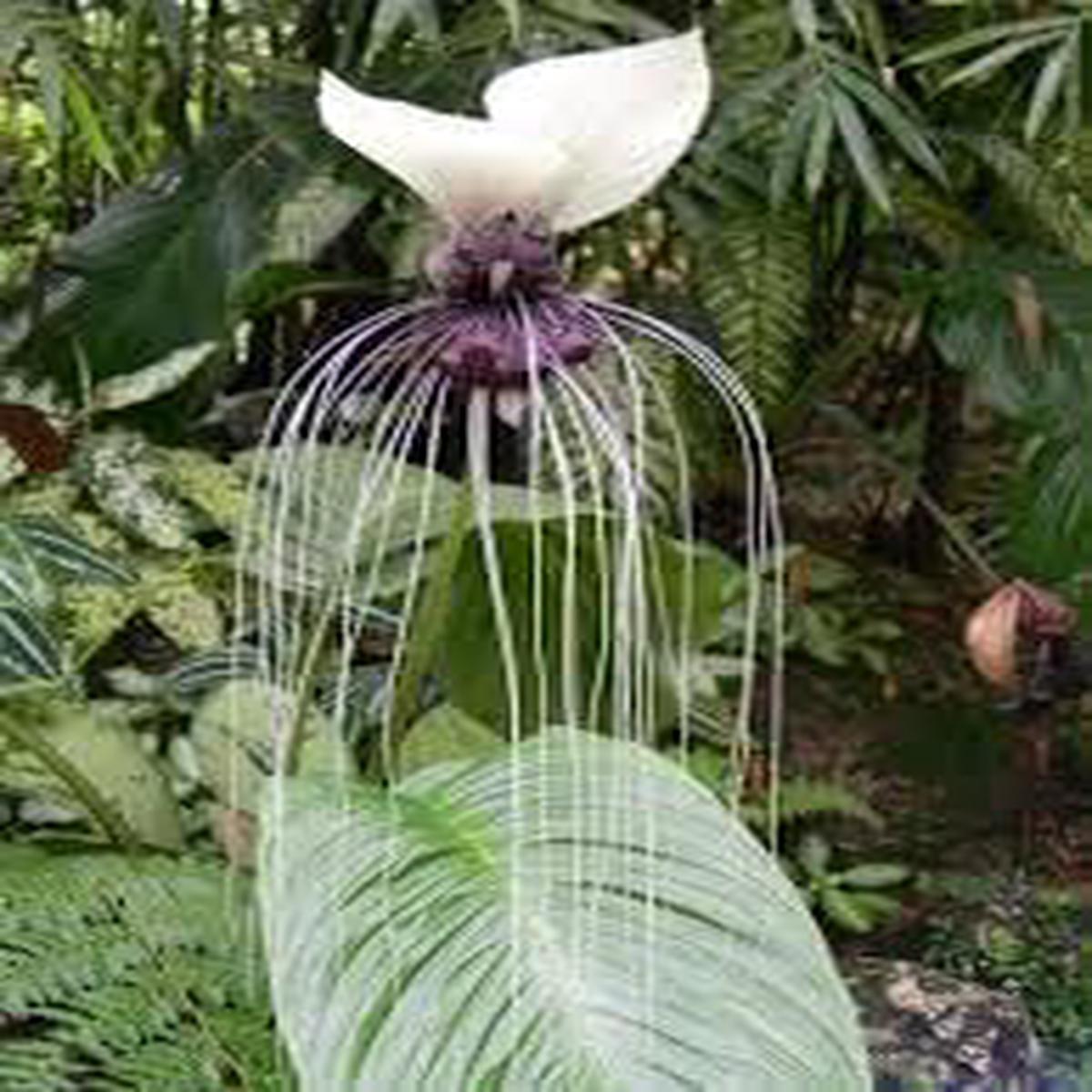 Tacca Nivea Bat Flower seeds for Planting Premium Quality Heirloom & GMO Free Seeds for Home Garden