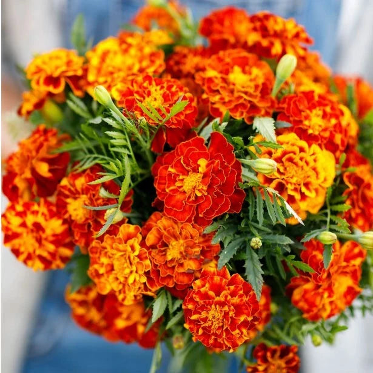 Tomato COMPANION PLANT MIX w Thyme Basil Marigold & more Seeds  Heirloom, Non-GMO, High Germination Organic Garden Seeds