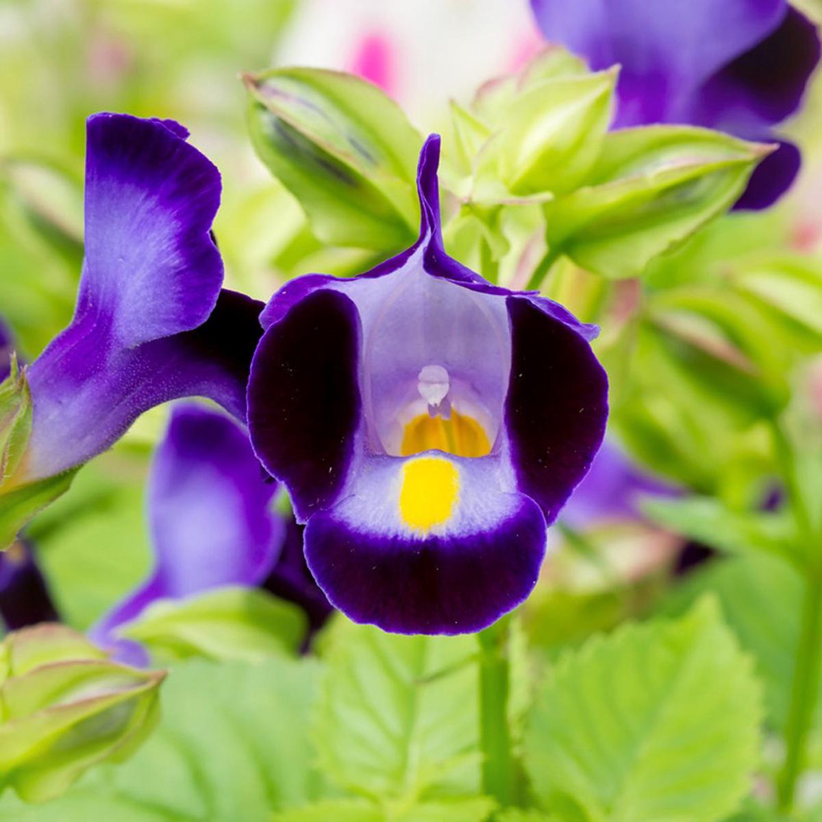 Torenia Flower Seeds for Planting  Colorful Display, Heirloom & Non-GMO Seeds