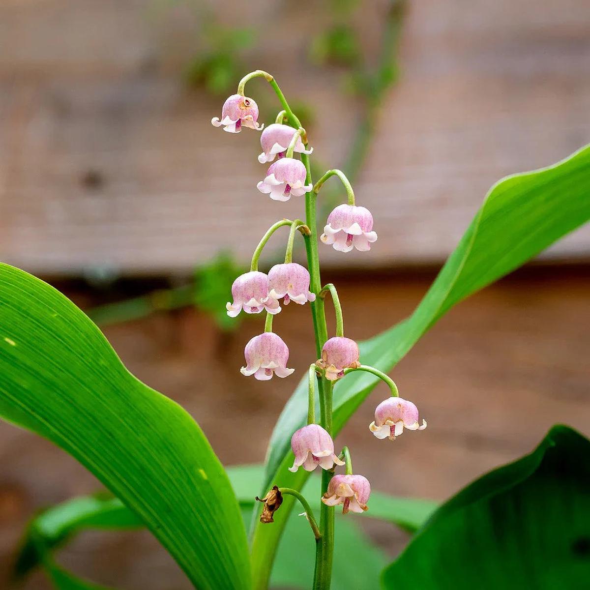 Valley Flower seeds for Planting Compact Growth Heirloom & GMO Free Seeds for Home Garden Sale