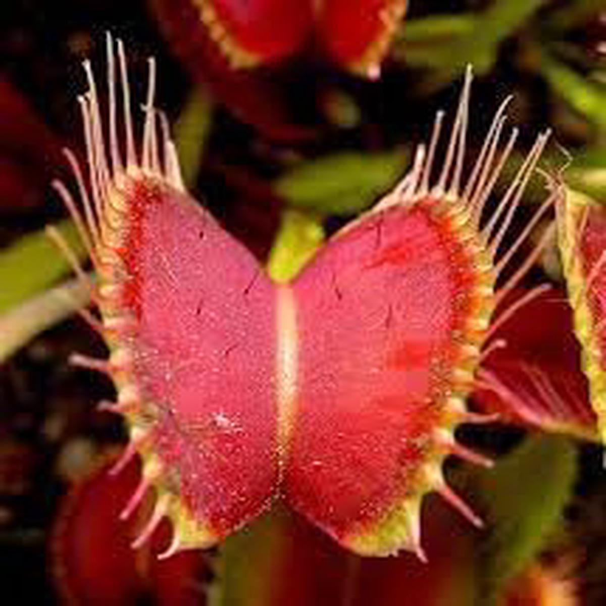 Venus Flower seeds for Planting Premium Quality Heirloom & GMO Free Seeds for Home Garden Sale