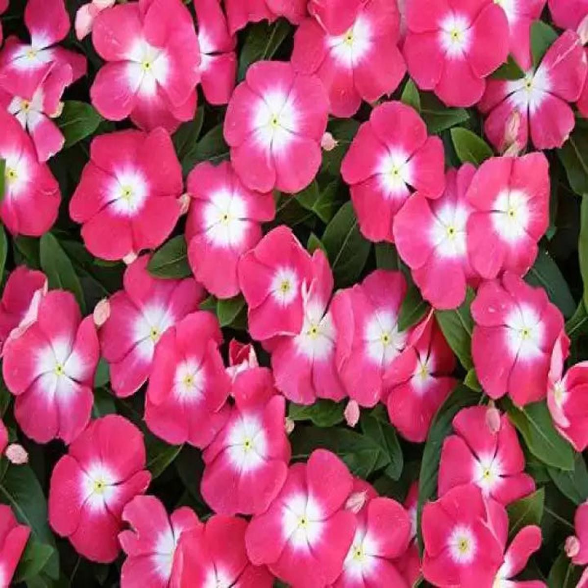 Vinca Victory Flower seeds for Planting, Sun Loving Heirloom & GMO Free Seeds for Home Garden