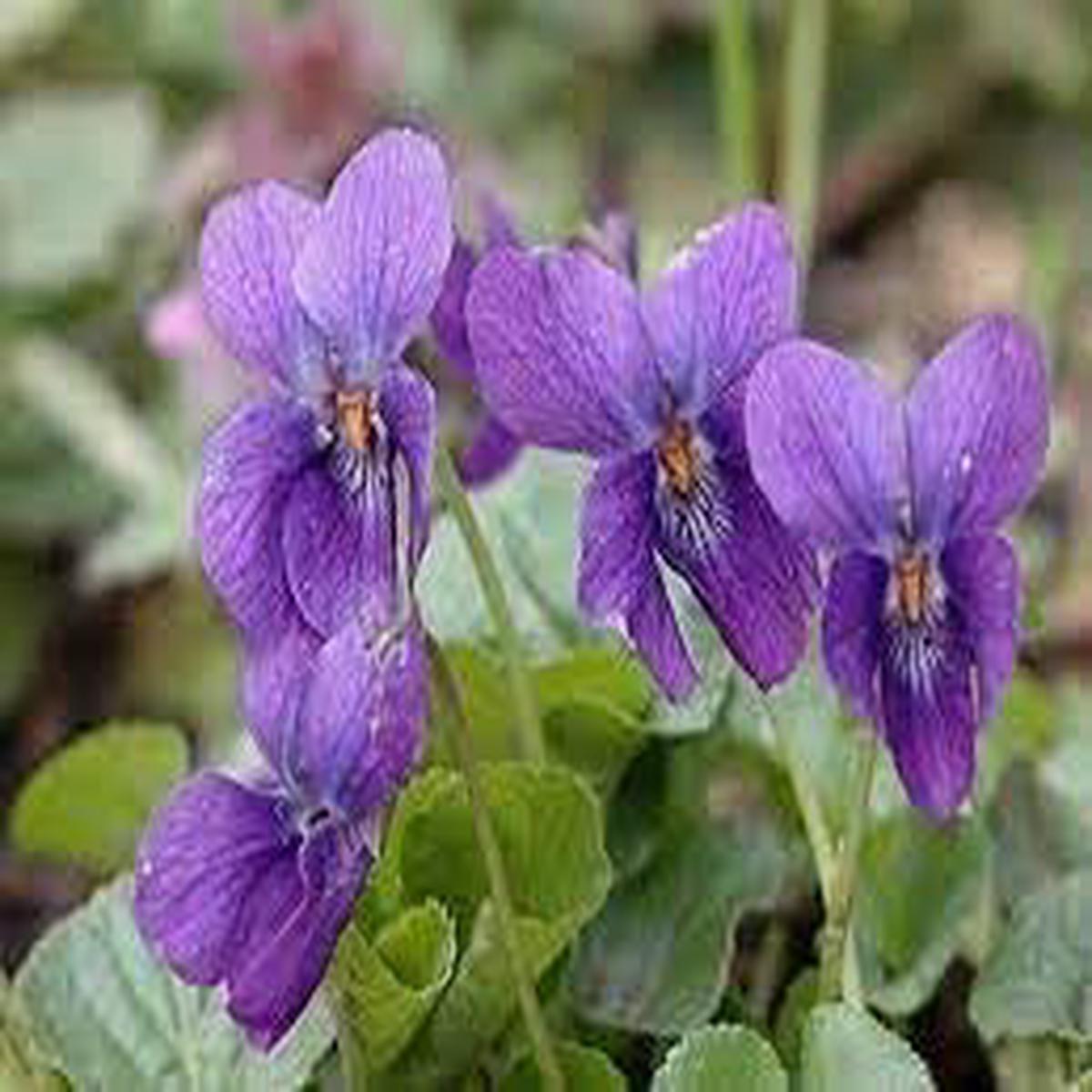 Viola Odorata Flower seeds for Planting - Vibrant Colors, Heirloom & GMO Free Seeds for Home Garden