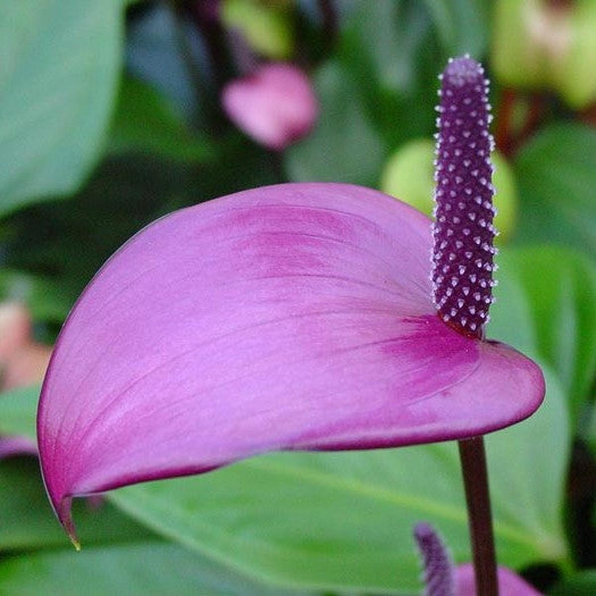 Violet Anthurium Linden Flower Seeds for Planting  Heirloom, Non-GMO, Drought-Tolerant Organic Garden Seeds