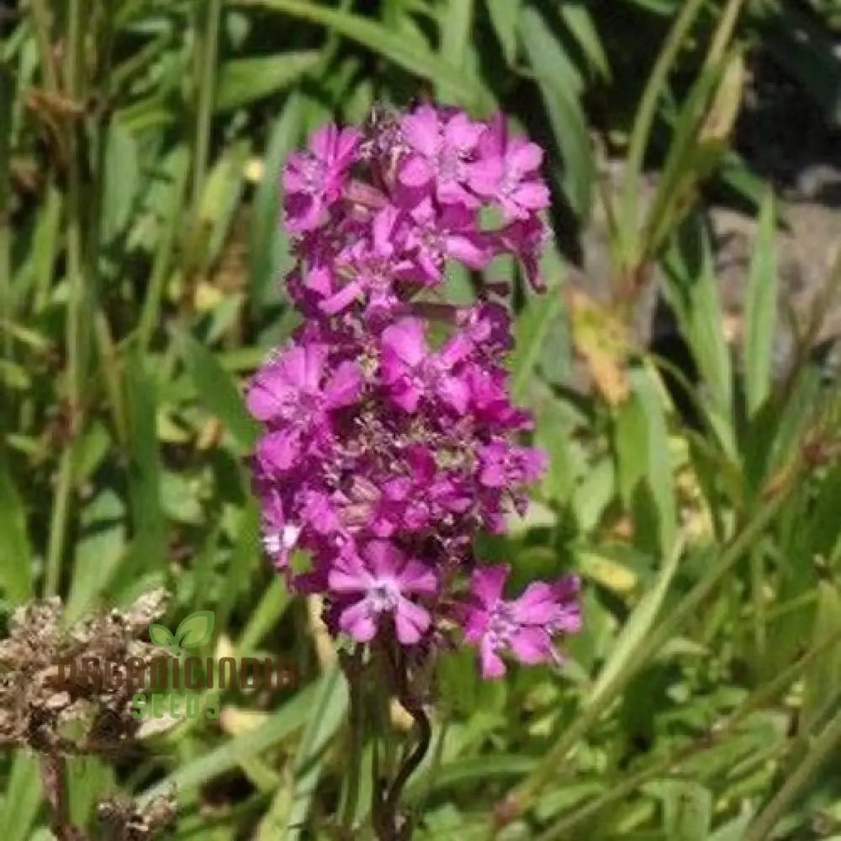 Violet Lychnis Flower seeds for Planting - Hardy Variety, Heirloom & GMO Free Seeds for Home Garden