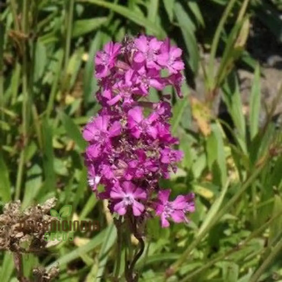 Violet Lychnis Flower Seeds for Planting Heirloom, Non-GMO, High Germination Organic Garden Seeds