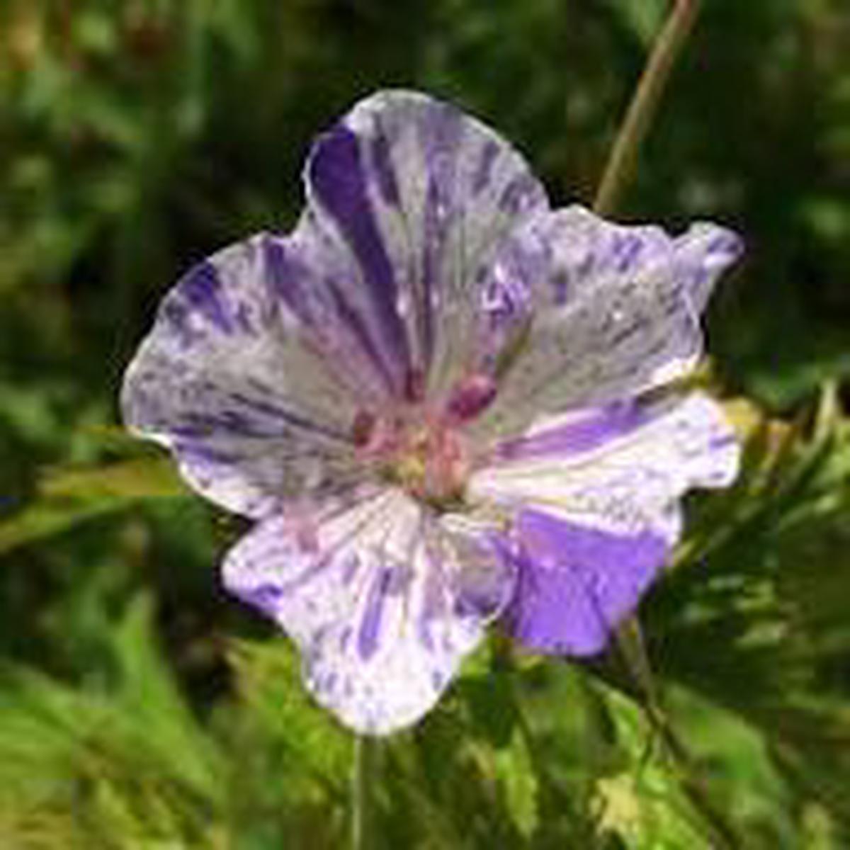 Violet & White Geraniums Flower Seeds for Planting  Bright Blooms Heirloom, Non-GMO, High Germination Organic Garden Seeds