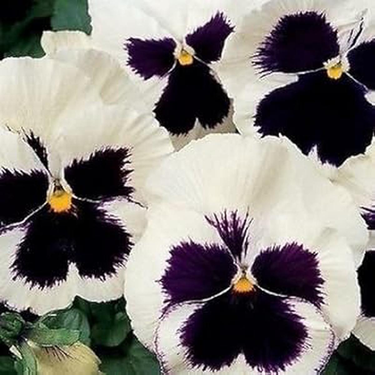 White Black Pansy Seeds for Planting Organic Heirloom Non-GMO Garden Flower Seeds