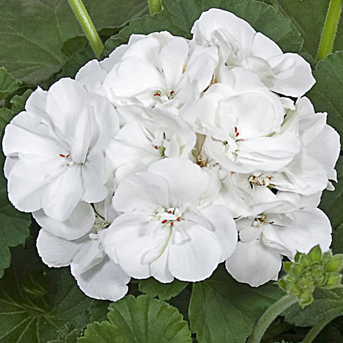 White Geranium Flower Seeds , Elegant Pure Blooms, Easy to Grow, Non-GMO