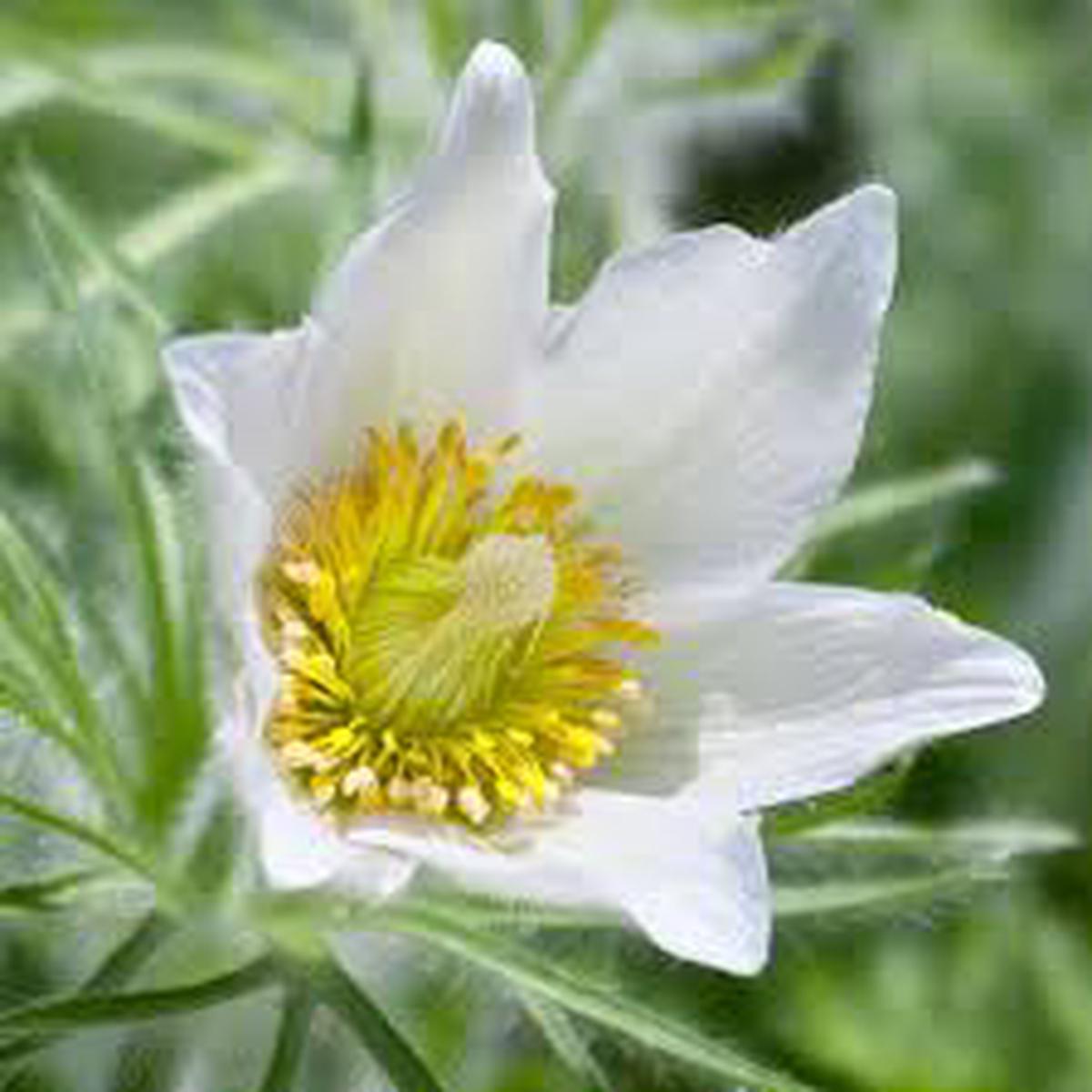 White Pasque Flower Seeds for Planting  Long Bloom Season, Heirloom & Non-GMO Seeds for Home Garden, 100pcs