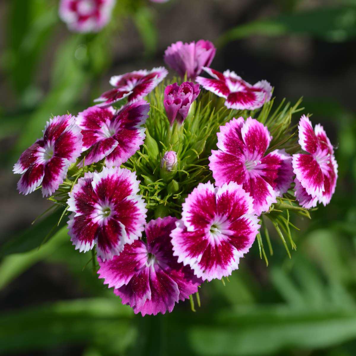 White Pink Carnation Flower Seeds for Planting  Heirloom, Non-GMO, High Germination Organic Garden Seeds