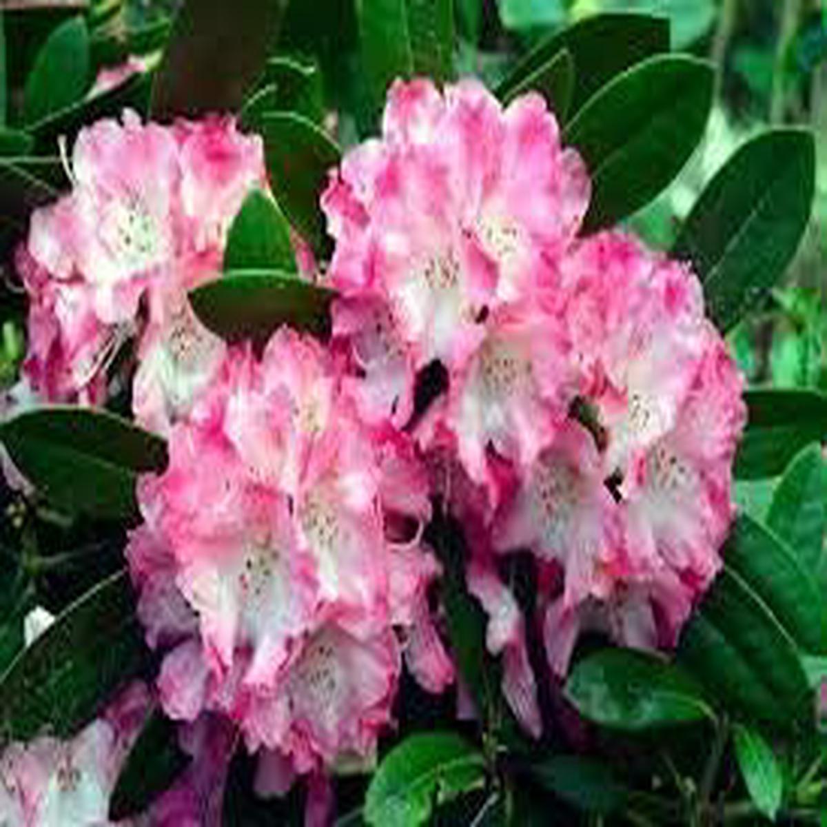White Pink Rhododendron Flower Seeds for Planting  Heirloom, Non-GMO, Organic Garden Seeds with High Germination