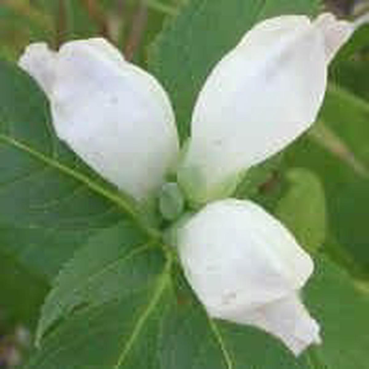 White Turtlehead Flower seeds for Planting - Wildflower Mix, Heirloom & GMO Free Seeds for Home Garden