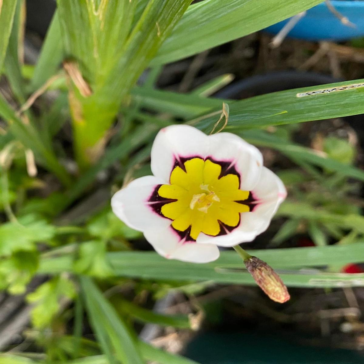 White Yellow Sparaxis Flower Seeds for Planting Vibrant Colors, Heirloom & Non-GMO Seeds for Home Garden