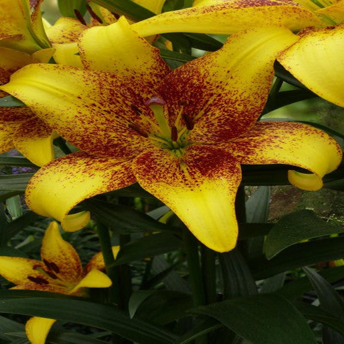 Yellow Brown Lilium Flower Seeds for Planting Heirloom, Non-GMO, Shade Tolerant, High Germination