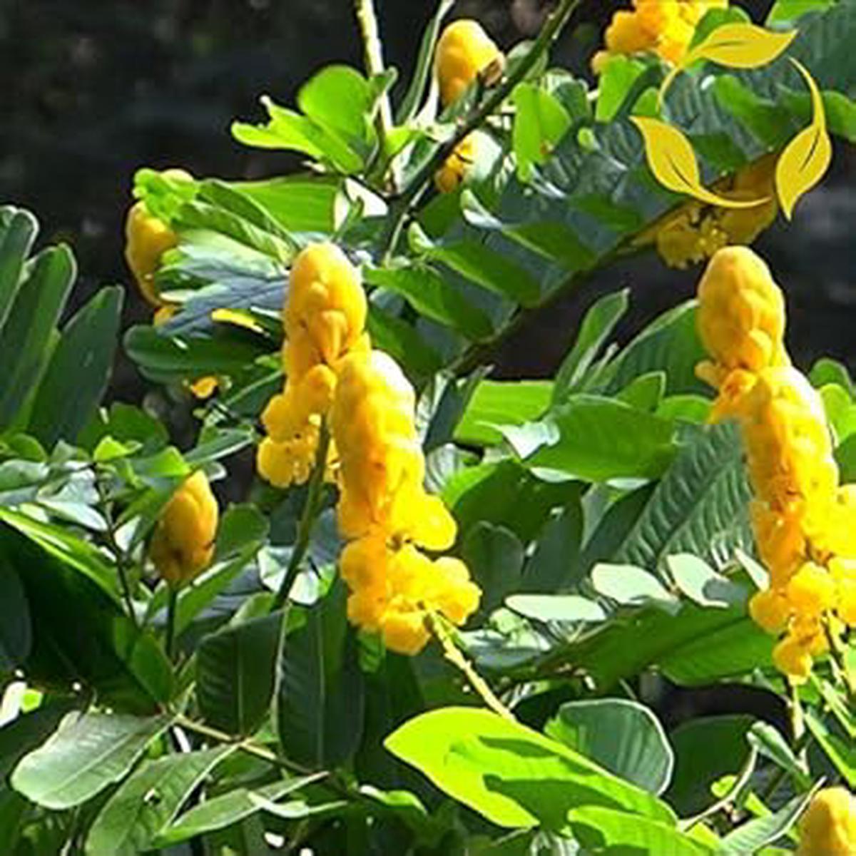 Yellow Candlestick Flower Seeds for Planting - NON GMO Seeds